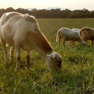 Whole Lamb &ndash; Regeneratively Raised (Deposit)
