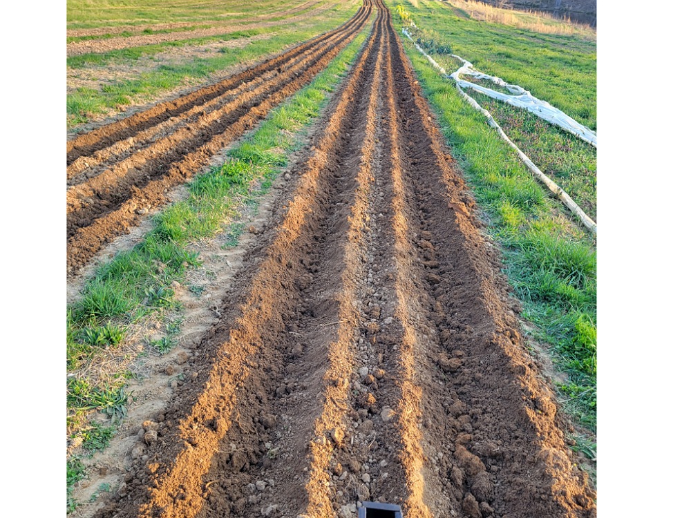 trenches for potato planting