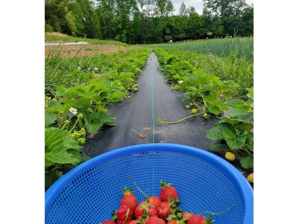 organically grown strawberries