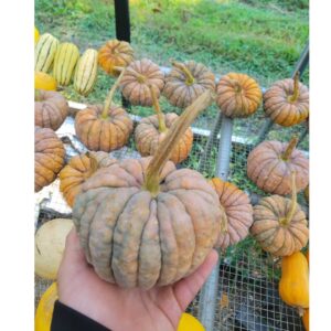 Winter squash- Black Futsu 3-3.5 LB