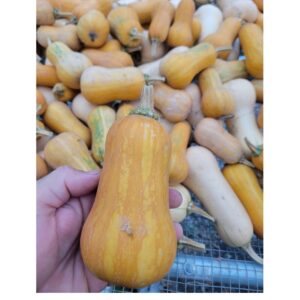 Winter Squash- Honeynut- 1.5LB