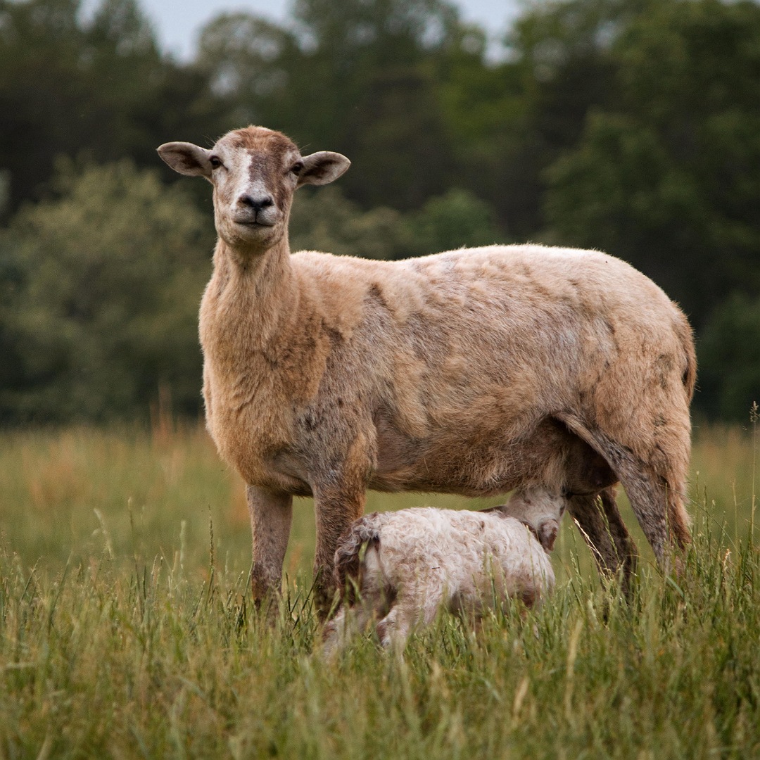 Pastured raised lamb. Raised with care in Louisa, Virginia at Bibb Forest Farm.