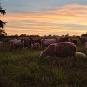 Live Sheep Sales &ndash; Breeding Stock & Bottle Lambs (Inquiry Only)